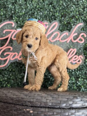 F1B Standard Goldendoodle Male Puppy “Homan” 55-65 lbs, 1st Pick Male $150/month (PayPal Pay Later)