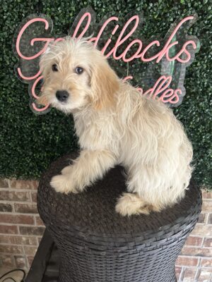 F1 Mini Goldendoodle Female Puppy “Abigail” 25-35 lbs, DOB 1/31/25, $150/month (PayPal Pay Later)