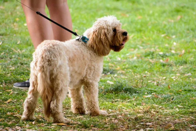 Potty Training for Goldendoodle Puppies