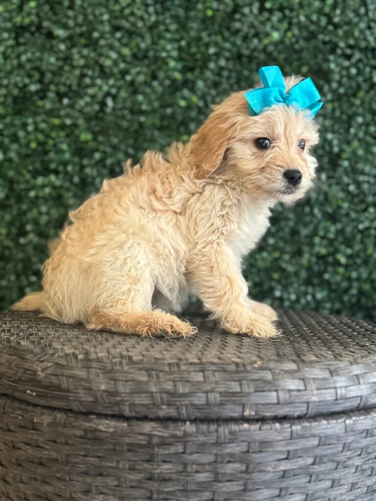 Goldendoodle: The Ultimate Guide to Your Perfect Family Companion