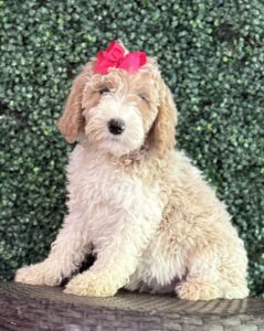F1B Med/Standard Goldendoodle Female Puppy “Lyrica” 40-60 lbs 1