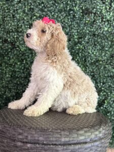 F1B Med/Standard Goldendoodle Female Puppy “Lyrica” 40-60 lbs 2
