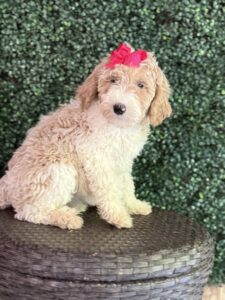 F1B Med/Standard Goldendoodle Female Puppy “Lyrica” 40-60 lbs 4