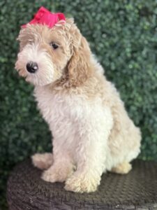 F1B Med/Standard Goldendoodle Female Puppy “Lyrica” 40-60 lbs 5