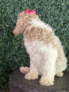 F1B Med/Standard Goldendoodle Female Puppy “Lyrica” 40-60 lbs 6