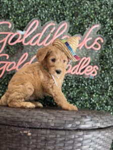 F1B Standard Goldendoodle Male Puppy “Homan” 55-65 lbs 4