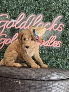 F1B Standard Goldendoodle Male Puppy “Homan” 55-65 lbs 5