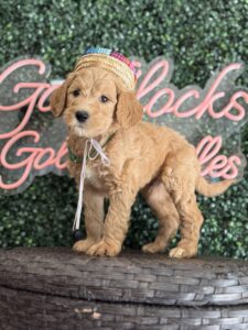 F1B Standard Goldendoodle Male Puppy “Homan” 55-65 lbs 6