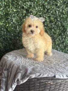 F1B Standard Goldendoodle Puppy “Toya” 55-65 lbs Female Pups Born on 01/09/2025