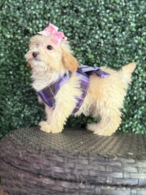 F1B Standard Goldendoodle Puppy “Toya” 55-65 lbs 6