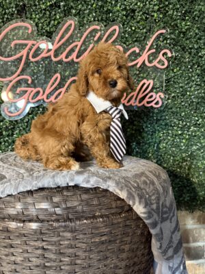 F1B Micro Goldendoodle Male Puppy “Ben Frank” 15-25 lbs, DOB 3/02/25, Ready 4/26/25, $150/month (PayPal Pay Later)