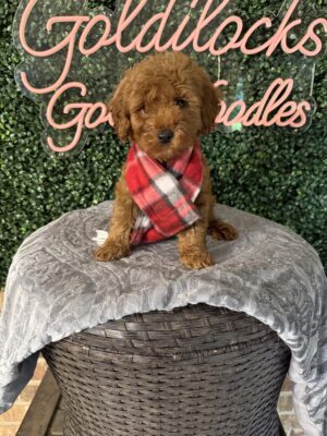 F1B Micro Goldendoodle Male Puppy “Henry Ford” 15-25 lbs, DOB 3/02/25, Ready 4/26/25, $150/month (PayPal Pay Later)