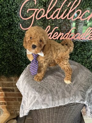 F1B Micro Goldendoodle Male Puppy “Bruno Mars” 15-25 lbs, DOB 3/02/25, Ready 4/26/25, $150/month (PayPal Pay Later)
