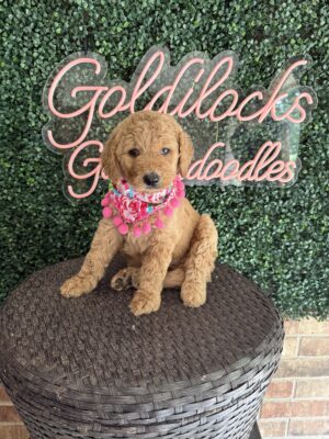 F1B Standard Goldendoodle Female Puppy “Fatima” 55-65 lbs, DOB 7/17, Ready 9/10, $150/month (PayPal Pay Later)