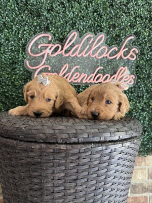 F1 Standard Goldendoodle Female Puppy “2nd Pick” 55-65 lbs, $150/month (PayPal Pay Later)