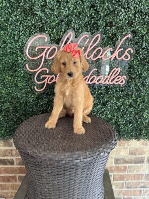 F1 Standard Goldendoodle Female Puppy “Maggie” 55-65 lbs, DOB 7/28/, Ready 9/21, $150/month (PayPal Pay Later)