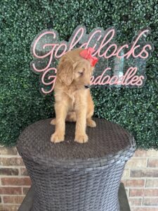 F1 Standard Goldendoodle Female Puppy “Maggie” 55-65 lbs 2