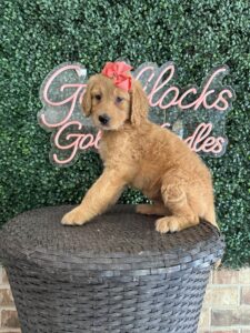F1 Standard Goldendoodle Female Puppy “Maggie” 55-65 lbs 3
