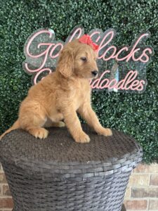 F1 Standard Goldendoodle Female Puppy “Maggie” 55-65 lbs 4