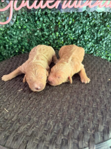 F1 Standard Goldendoodle Puppy “2nd Pick” 55-65 lbs Female Pups