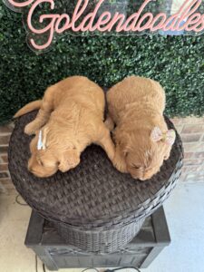 F1 Standard Goldendoodle Puppy “2nd Pick” 55-65 lbs Female Pups 3