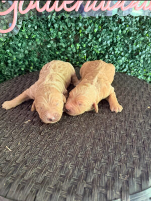 F1 Standard Goldendoodle Puppy “2nd Pick” 55-65 lbs Female Pups