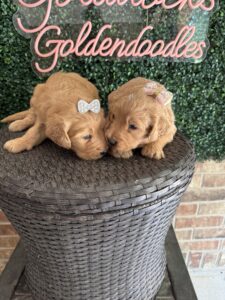 F1 Standard Goldendoodle Puppy “2nd Pick” 55-65 lbs Female Pups 4
