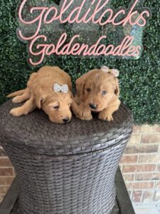 F1 Standard Goldendoodle Puppy “2nd Pick” 55-65 lbs Female Pups 5