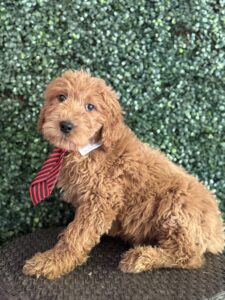 F1 Standard Goldendoodle Puppy “Eiffel Tower” 55-65 lbs male pups, Born on 1/14/25