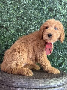 F1 Standard Goldendoodle Puppy “Eiffel Tower” 55-65 lbs male pups, Born on 1/14/25 2