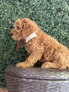 F1 Standard Goldendoodle Puppy “Eiffel Tower” 55-65 lbs male pups, Born on 1/14/25 3
