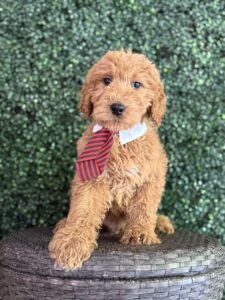 F1 Standard Goldendoodle Puppy “Eiffel Tower” 55-65 lbs male pups, Born on 1/14/25 4