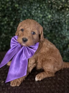 F1B Micro Goldendoodle Puppy "Ben Frank" 15-25 lbs Male Pups, Born on 3/02/25