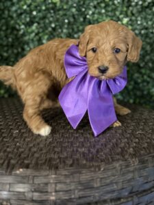 F1B Micro Goldendoodle Puppy "Ben Frank" 15-25 lbs Male Pups, Born on 3/02/25 2