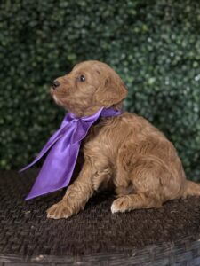 F1B Micro Goldendoodle Puppy "Ben Frank" 15-25 lbs Male Pups, Born on 3/02/25 3