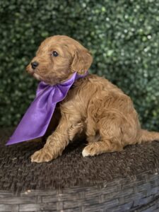 F1B Micro Goldendoodle Puppy "Ben Frank" 15-25 lbs Male Pups, Born on 3/02/25 4