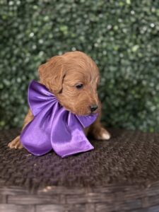 F1B Micro Goldendoodle Puppy "Ben Frank" 15-25 lbs Male Pups, Born on 3/02/25 5