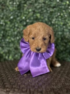 F1B Micro Goldendoodle Puppy "Ben Frank" 15-25 lbs Male Pups, Born on 3/02/25 6