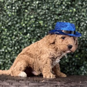 F1B Micro Goldendoodle Puppy “Bruno Mars” 15-25 lbs Male Pups Born on 3/02/25