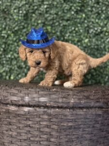 F1B Micro Goldendoodle Puppy “Bruno Mars” 15-25 lbs Male Pups Born on 3/02/25 2