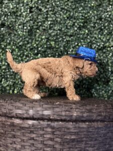 F1B Micro Goldendoodle Puppy “Bruno Mars” 15-25 lbs Male Pups Born on 3/02/25 3