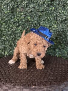 F1B Micro Goldendoodle Puppy “Bruno Mars” 15-25 lbs Male Pups Born on 3/02/25 4