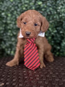 F1B Micro Goldendoodle Puppy “Henry Ford” 15-25 lbs Male Pups Born on 3/02/25