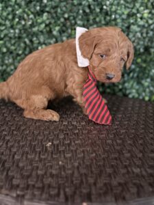 F1B Micro Goldendoodle Puppy “Henry Ford” 15-25 lbs Male Pups Born on 3/02/25 2