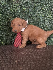 F1B Micro Goldendoodle Puppy “Henry Ford” 15-25 lbs Male Pups Born on 3/02/25 3