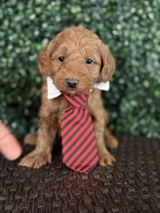 F1B Micro Goldendoodle Puppy “Henry Ford” 15-25 lbs Male Pups Born on 3/02/25 4