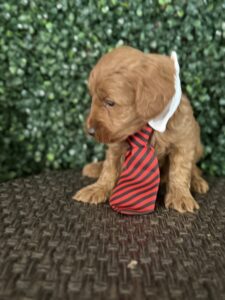 F1B Micro Goldendoodle Puppy “Henry Ford” 15-25 lbs Male Pups Born on 3/02/25 5