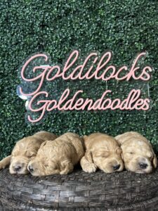 F1B Standard Goldendoodle Female Puppy “1st Pick” 55-65 lbs 1