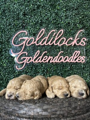F1B Standard Goldendoodle Female Puppy “1st Pick” 55-65 lbs 1