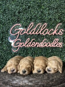 F1B Standard Goldendoodle Female Puppy “1st Pick” 55-65 lbs 2